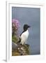 Razorbill-null-Framed Photographic Print