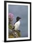 Razorbill-null-Framed Photographic Print