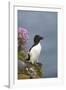 Razorbill-null-Framed Photographic Print