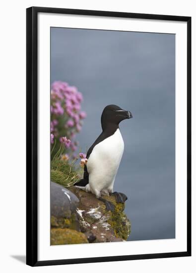 Razorbill-null-Framed Photographic Print