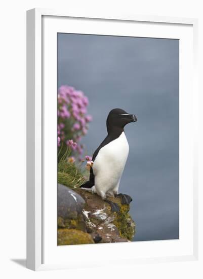 Razorbill-null-Framed Photographic Print