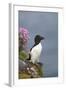 Razorbill-null-Framed Photographic Print