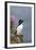 Razorbill-null-Framed Photographic Print