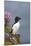 Razorbill-null-Mounted Photographic Print