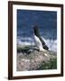 Razorbill-CM Dixon-Framed Photographic Print