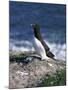 Razorbill-CM Dixon-Mounted Photographic Print