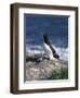 Razorbill-CM Dixon-Framed Photographic Print