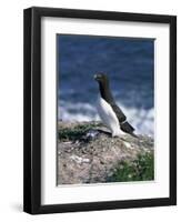 Razorbill-CM Dixon-Framed Photographic Print