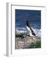 Razorbill-CM Dixon-Framed Photographic Print