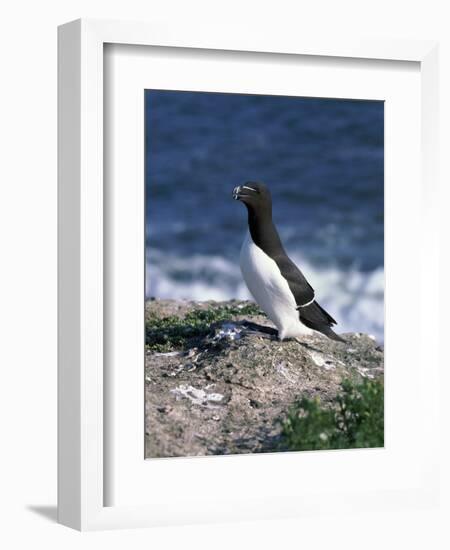 Razorbill-CM Dixon-Framed Photographic Print