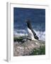 Razorbill-CM Dixon-Framed Photographic Print