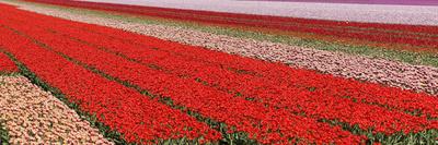 Tulips-rbouwman-Framed Photographic Print