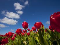 Tulips-rbouwman-Stretched Canvas