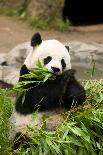 Panda Bear-rcpphoto-Photographic Print