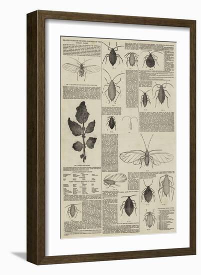 Re-Appearance of the Aphis Vastator on the Potato Plant-null-Framed Giclee Print