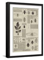 Re-Appearance of the Aphis Vastator on the Potato Plant-null-Framed Giclee Print