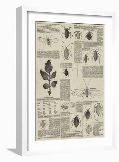Re-Appearance of the Aphis Vastator on the Potato Plant-null-Framed Giclee Print