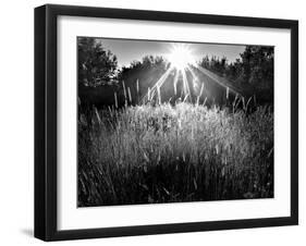 Reaching for the Sky-Martin Henson-Framed Photographic Print