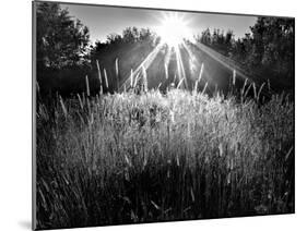 Reaching for the Sky-Martin Henson-Mounted Photographic Print