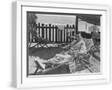 White Frame