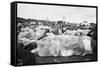 Reading Pop Festival, 1971-David White-Framed Stretched Canvas