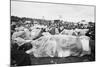 Reading Pop Festival, 1971-David White-Mounted Photographic Print