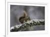 Ready for Action-Wild Wonders of Europe-Framed Giclee Print