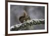 Ready for Action-Wild Wonders of Europe-Framed Giclee Print