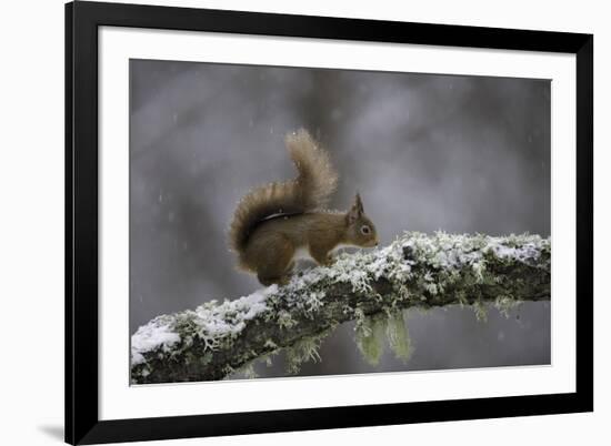 Ready for Action-Wild Wonders of Europe-Framed Giclee Print