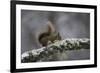 Ready for Action-Wild Wonders of Europe-Framed Giclee Print