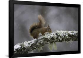 Ready for Action-Wild Wonders of Europe-Framed Giclee Print