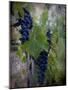 Ready For Harvest-Dorothy Berry-Lound-Mounted Giclee Print
