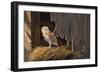 Ready for the Hunt Barn Owl-Wilhelm Goebel-Framed Giclee Print