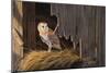 Ready for the Hunt Barn Owl-Wilhelm Goebel-Mounted Giclee Print