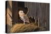 Ready for the Hunt Barn Owl-Wilhelm Goebel-Stretched Canvas