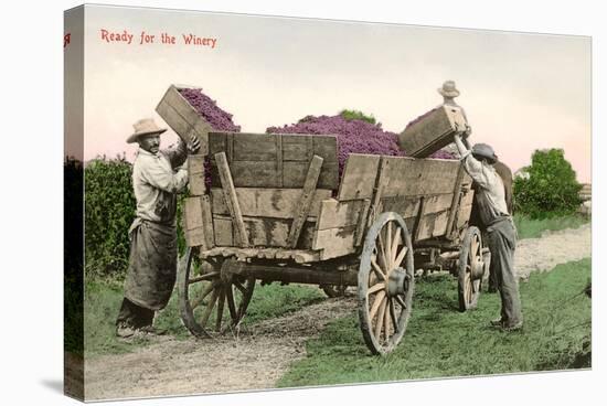 Ready for the Winery, Grape Harvest-null-Stretched Canvas