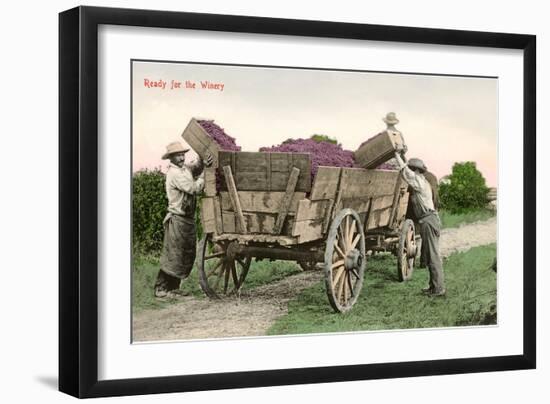 Ready for the Winery, Grape Harvest-null-Framed Art Print