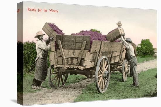 Ready for the Winery, Grape Harvest-null-Stretched Canvas