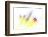 Ready to Bloom-Jacob Berghoef-Framed Photographic Print