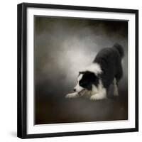 Ready to Play Border Collie-Jai Johnson-Framed Giclee Print