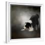 Ready to Play Border Collie-Jai Johnson-Framed Giclee Print