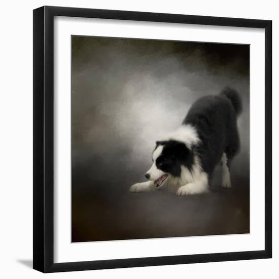 Ready to Play Border Collie-Jai Johnson-Framed Premium Giclee Print