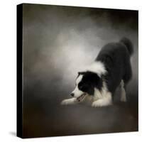 Ready to Play Border Collie-Jai Johnson-Stretched Canvas