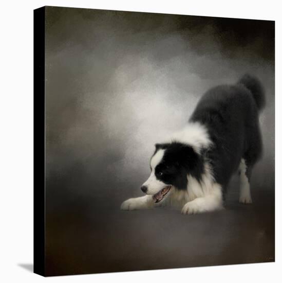 Ready to Play Border Collie-Jai Johnson-Stretched Canvas