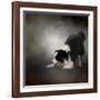 Ready to Play Border Collie-Jai Johnson-Framed Giclee Print