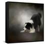 Ready to Play Border Collie-Jai Johnson-Framed Stretched Canvas