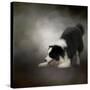 Ready to Play Border Collie-Jai Johnson-Stretched Canvas
