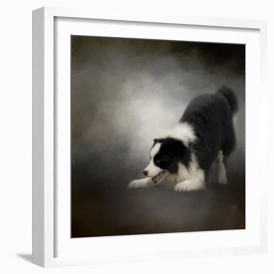 Ready to Play Border Collie-Jai Johnson-Framed Giclee Print