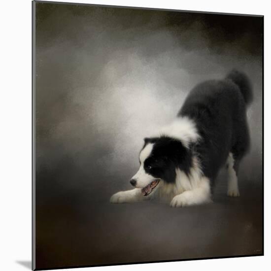 Ready to Play Border Collie-Jai Johnson-Mounted Giclee Print