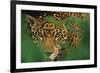 Ready to Pounce-Staffan Widstrand-Framed Giclee Print